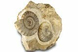 Two Ammonites (Acanthopleuroeras) In Limestone - Dorset, England #129419-4